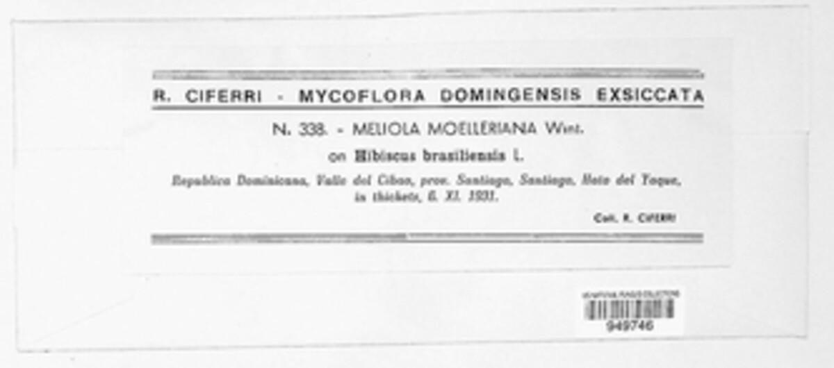 Irenopsis moelleriana image